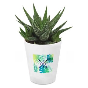 Succulente Haworthia personnalisable avec design Copacabana