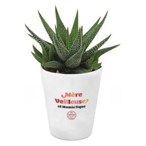 Haworthia plante grasse personnalisée Maman