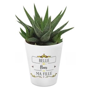 Haworthia plante grasse design Fabuleux