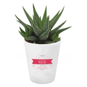 Haworthia en pot avec son message ensoleillé personnalisé