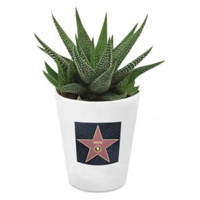 Haworthia plante grasse avec motif Hollywood