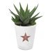 Haworthia plante grasse avec motif Hollywood