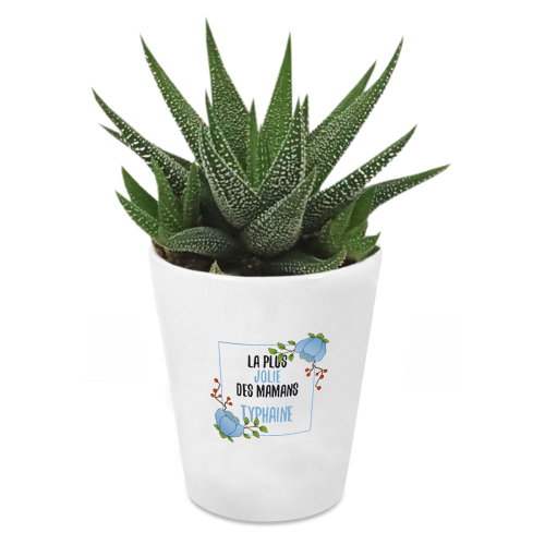 Plante grasse Haworthia motif fleuri