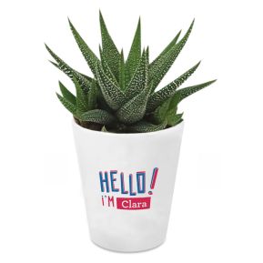 Succulente Haworthia avec étiquette personnalisée HELLO