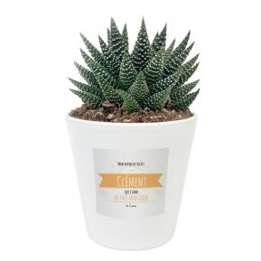 Haworthia en pot avec son message ensoleillé personnalisé Haworthia en pot avec son message ensoleillé personnalisé