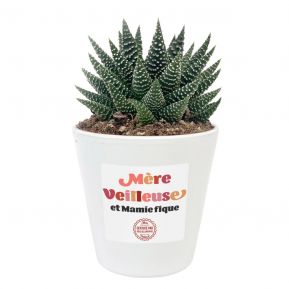 Haworthia plante grasse personnalisée Maman Haworthia plante grasse personnalisée Maman